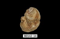 藏品(巨牡蠣(長牡蠣))的圖片